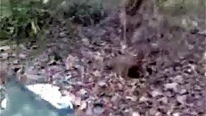 Indian amateur desi sex in public forest